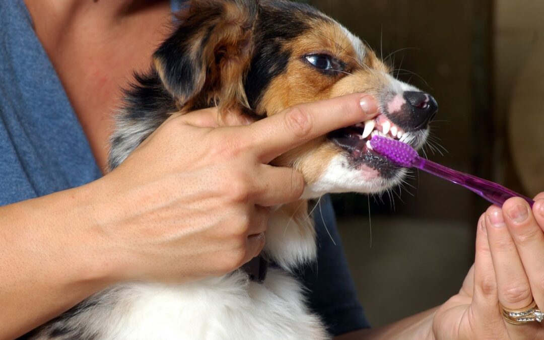 Pet Dental