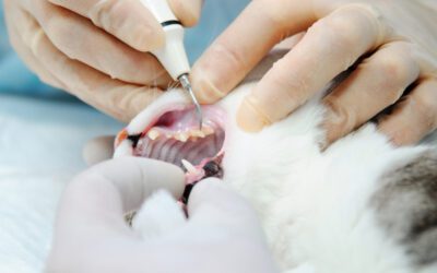 Top 5 Benefits of Professional Pet Dental Cleanings