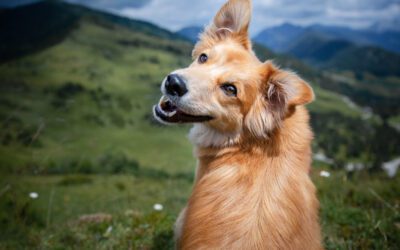 6 Fun Facts About Dogs