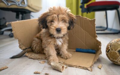 5 Common Behavior Problems and Solutions in Puppies