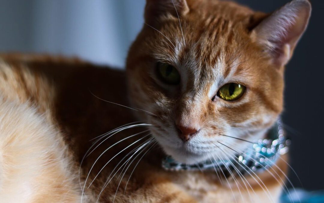 A cat sitting on floor