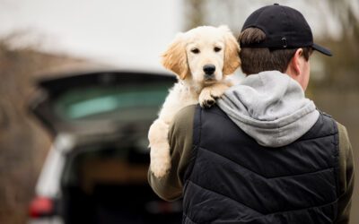 Top 3 Questions About Puppy Socialization