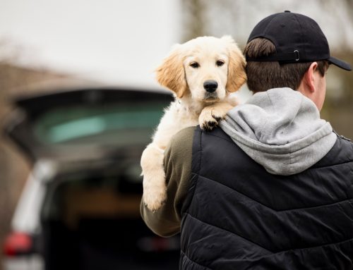 Top 3 Questions About Puppy Socialization