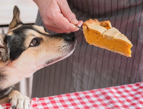 A Thanksgiving Checklist for Pet Owners