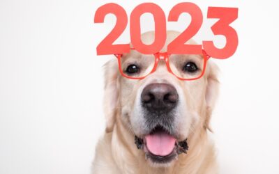 4 Pet Friendly New Year’s Resolutions