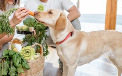 8 Explanations for Eating or Drinking Changes in Pets