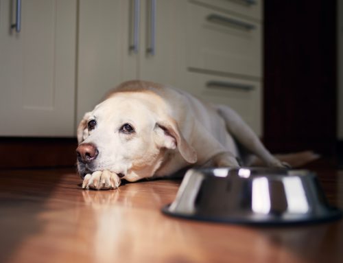 8 Explanations for Eating or Drinking Changes in Pets