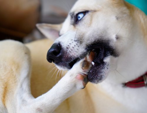 Itching for Truth: 7 Reasons Why Your Pet Is Itchy