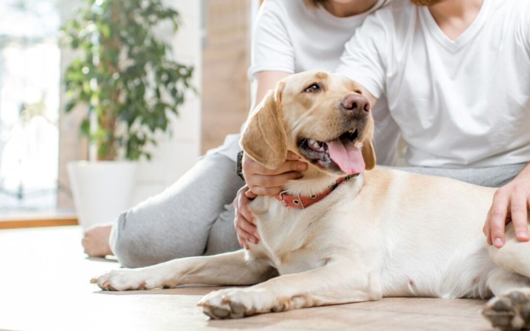 A dog with owner