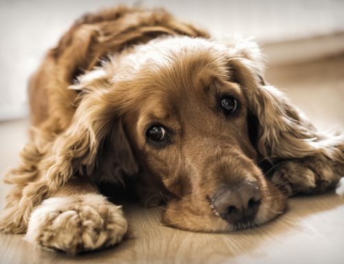 Help, I’m Losing My Mind! Cognitive Dysfunction in Pets