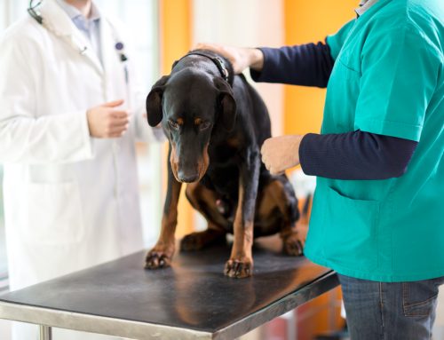 10 Warning Signs Your Pet Needs Veterinary Care