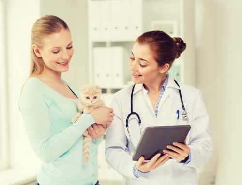 But My Pet is Healthy! Why Every Pet Deserves a Wellness Screening