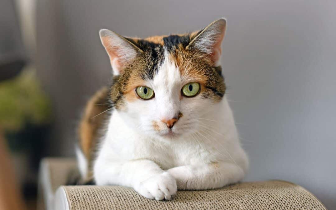 a cat on a table