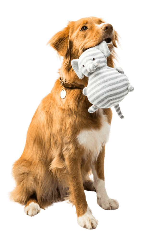 adorable golden retriever dog holding elephant toy in his mouth