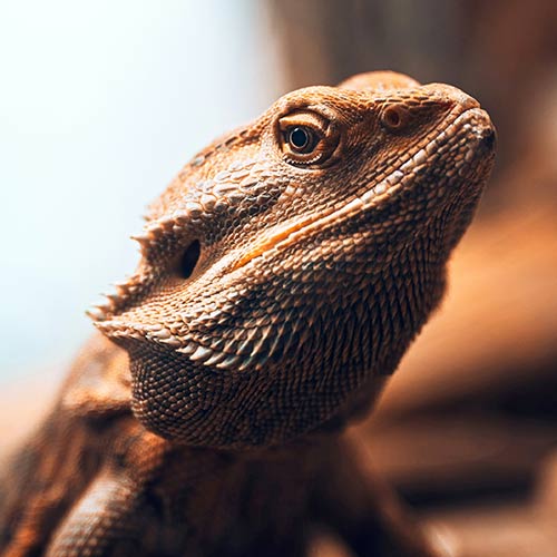 closeup of brown bearded dragon