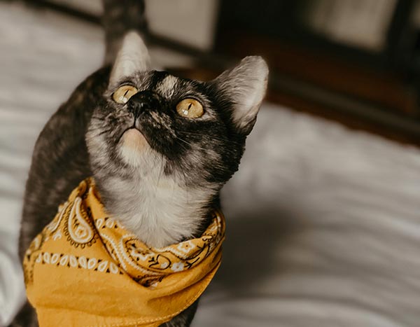 young cat wearing yellow bandana