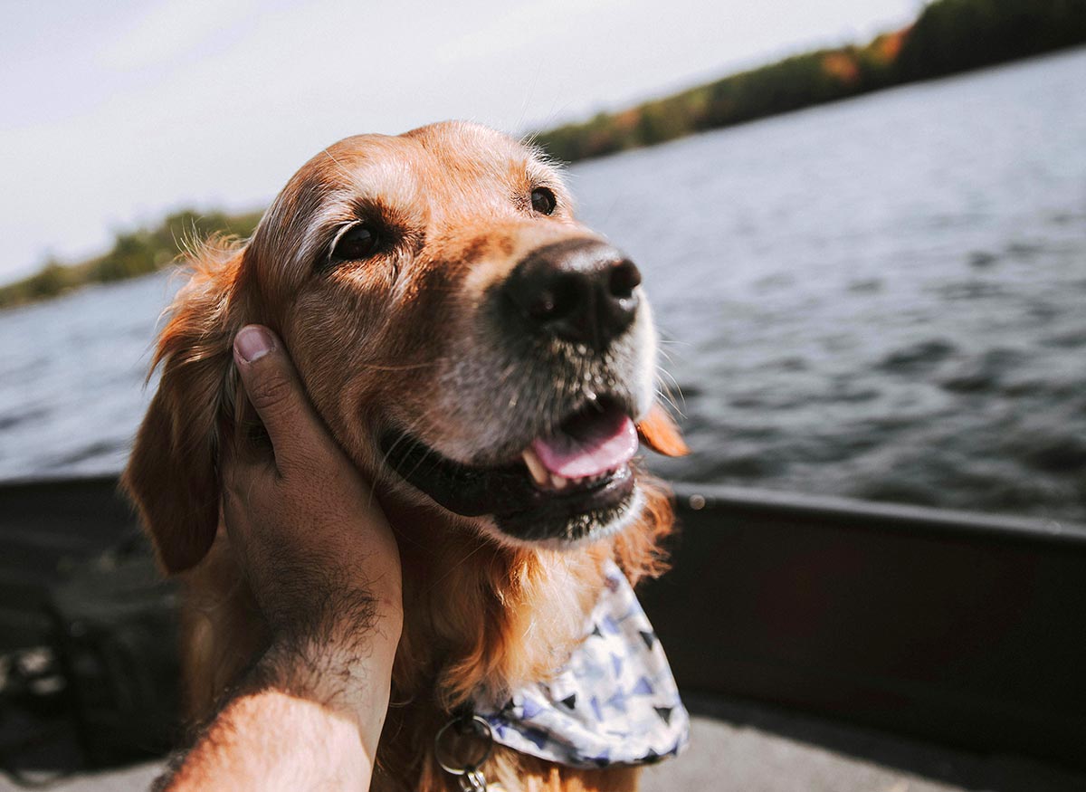 happy golden retriever being pet by owner while sailing on a boat
