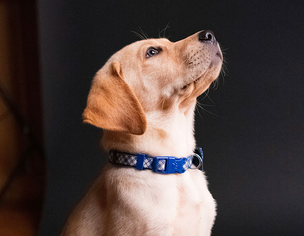 puppy wearing blue collar in front of gray background