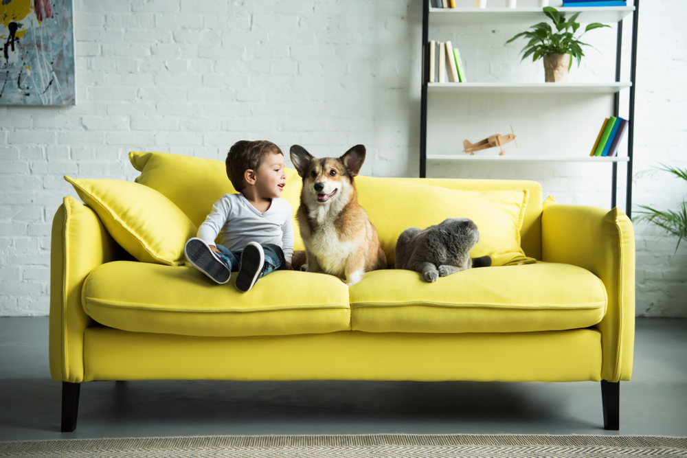 young child sitting on yellow sofa with dog and cat