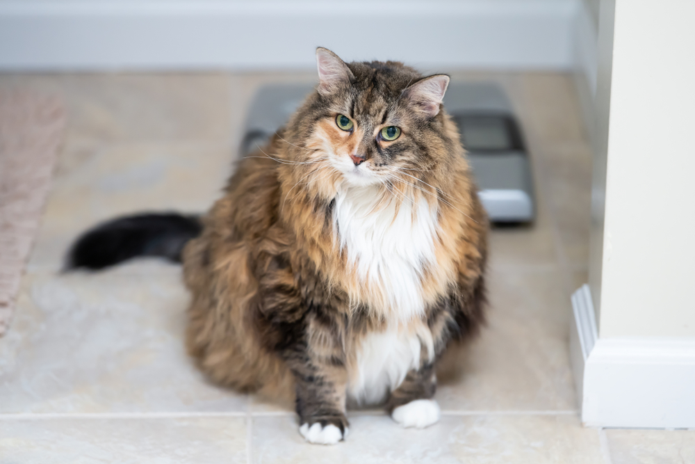 overweight cat sitting in front of a scale on the floor