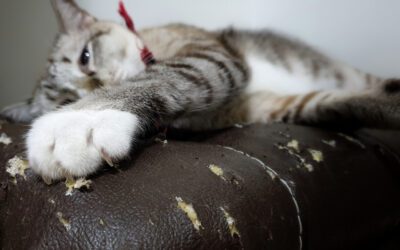 Fish Gotta Swim, Cats Gotta Scratch: Encouraging Appropriate Scratching Behavior