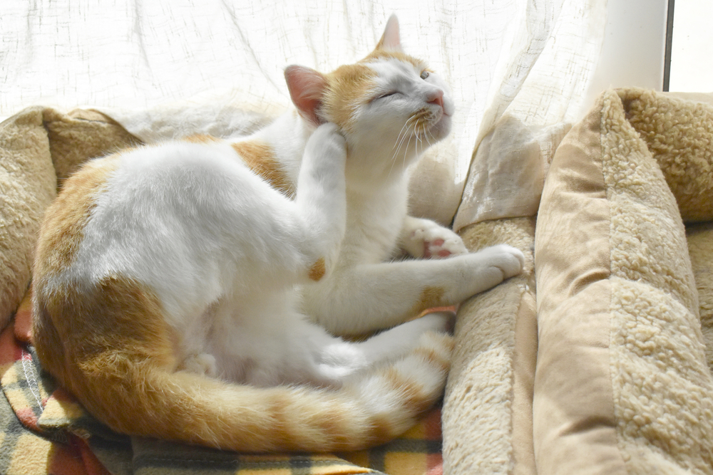 orange and white cat scratching her ear