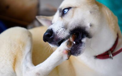 Itching for Truth: 7 Reasons Why Your Pet Is Itchy