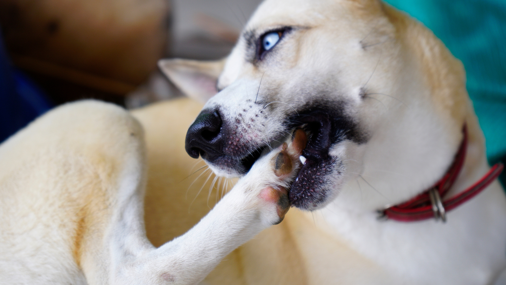 short-haired dog biting at his foot