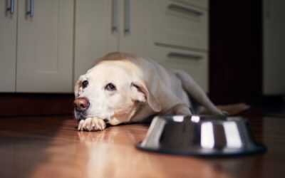 8 Explanations for Eating or Drinking Changes in Pets