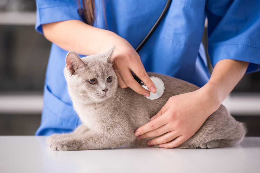 vet holding stethoscope against cat's abdomen