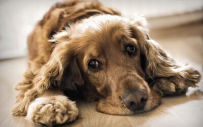 Help, I’m Losing My Mind! Cognitive Dysfunction in Pets