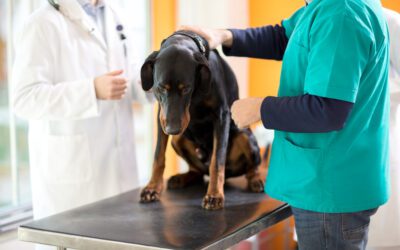 10 Warning Signs Your Pet Needs Veterinary Care