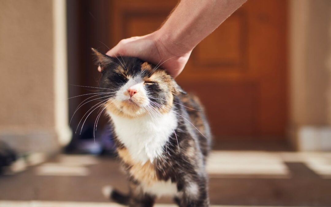 Playful cat
