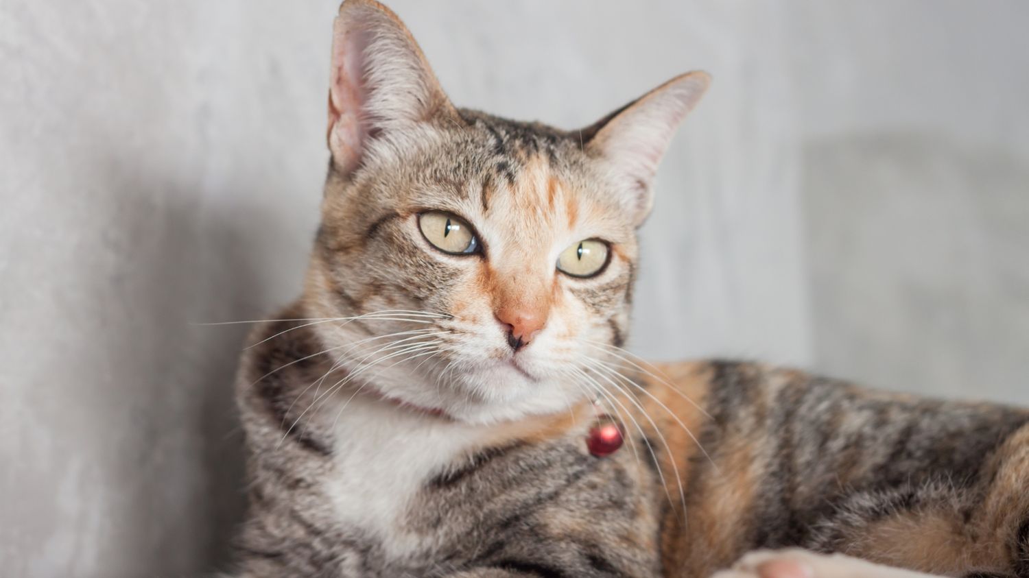 a cat sat on the floor