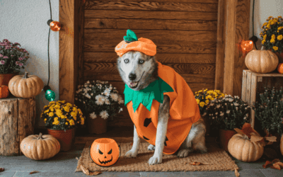 Pet Safety Tips for Halloween & Fall