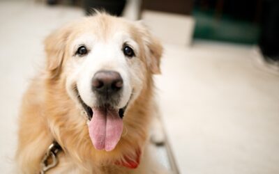 How to Keep Your Senior Pet Happy & Healthy