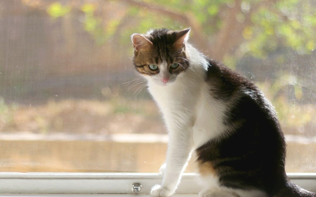cat sitting on the window sill
