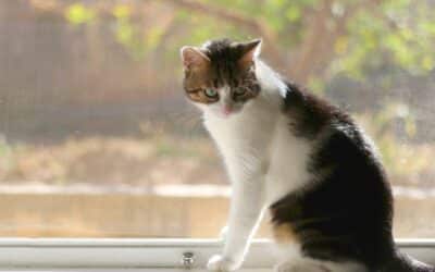 Tips for Managing Pet Stress During Routine Changes like Going Back to School