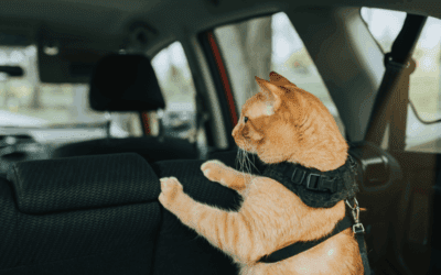 Preparing Pets for Holiday Travel & Visitors