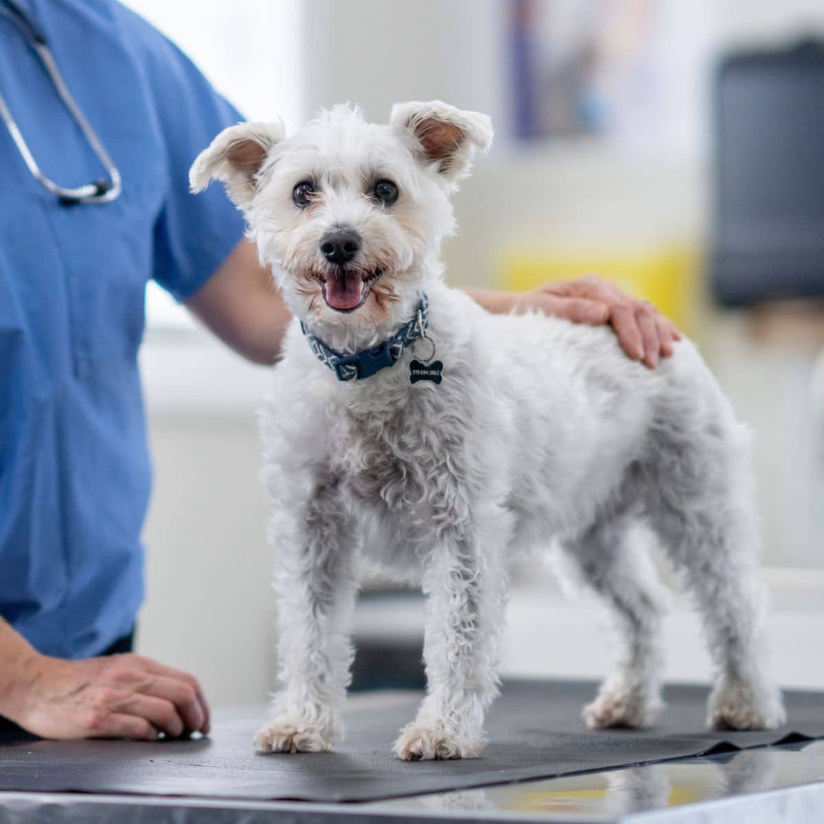 A veterinarian examines a white dog