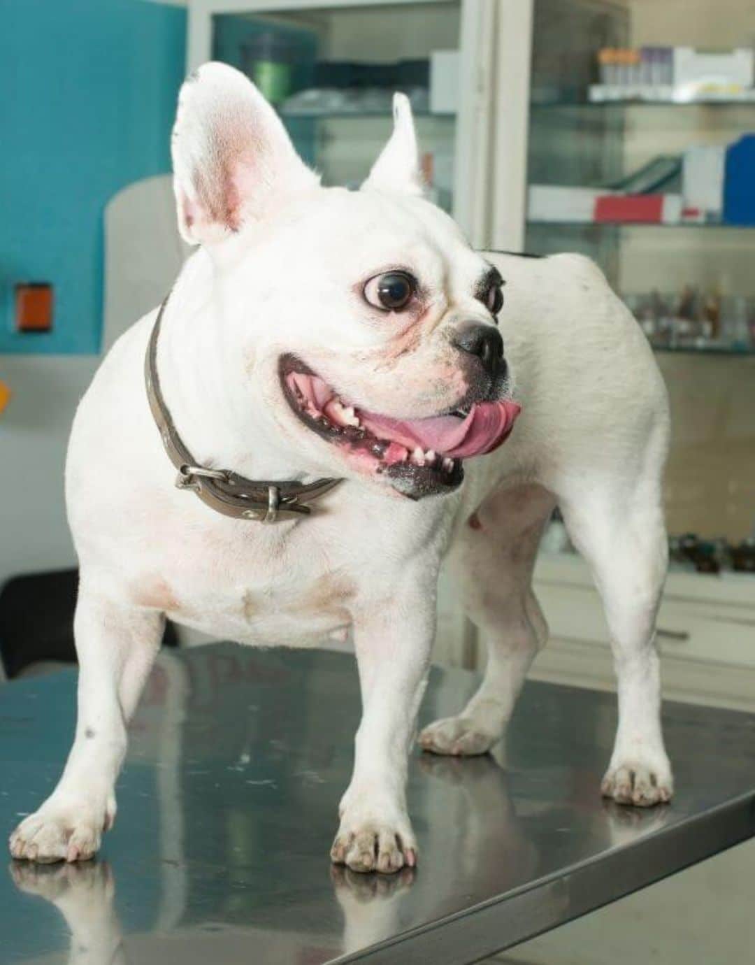 In-House Pet Lab In Leavenworth KS | Pioneer Animal Hospital