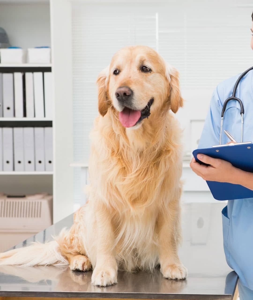 International Pet Travel Certificates In Leavenworth, KS | Pioneer ...