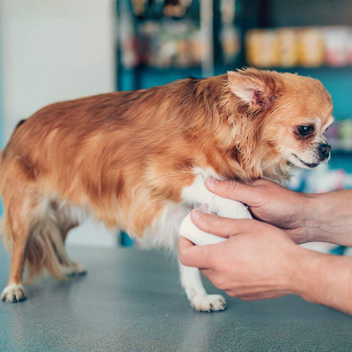 Vet applying a medical bandage to a dog’s leg