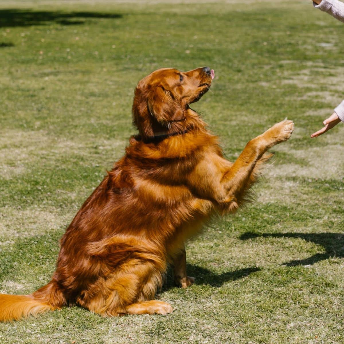 A woman joyfully plays with a dog