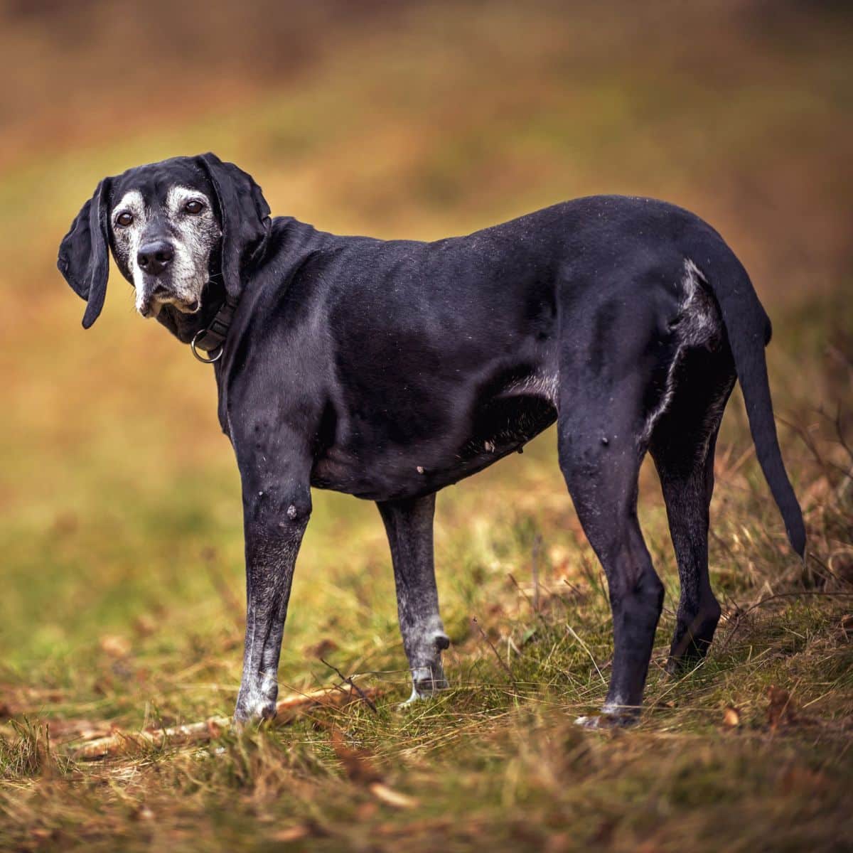 A black dog standing in green grass