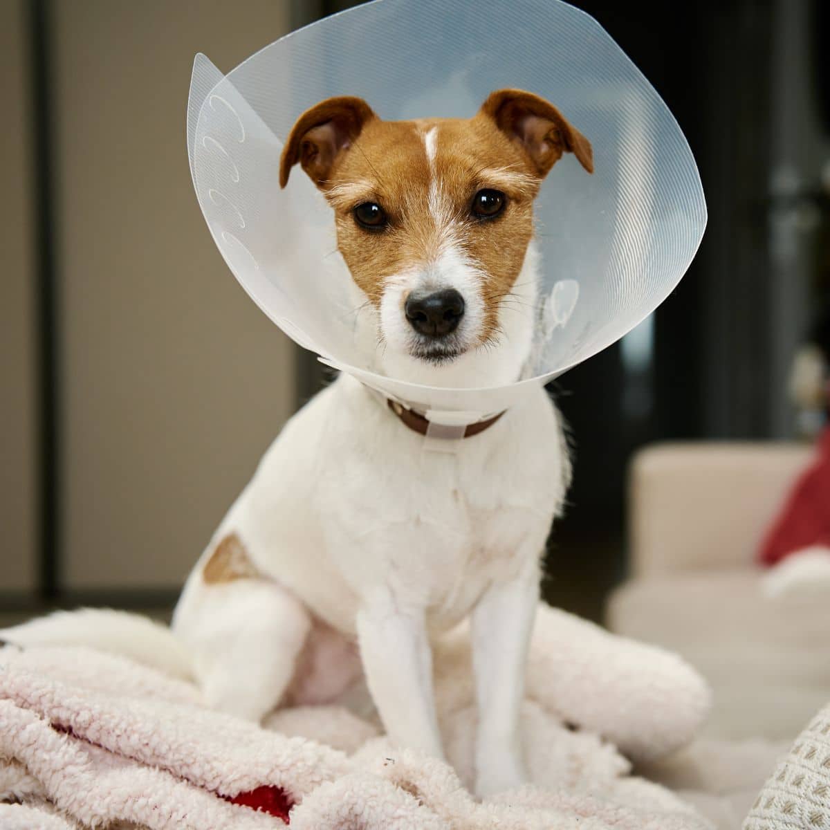 Dog wearing plastic cone