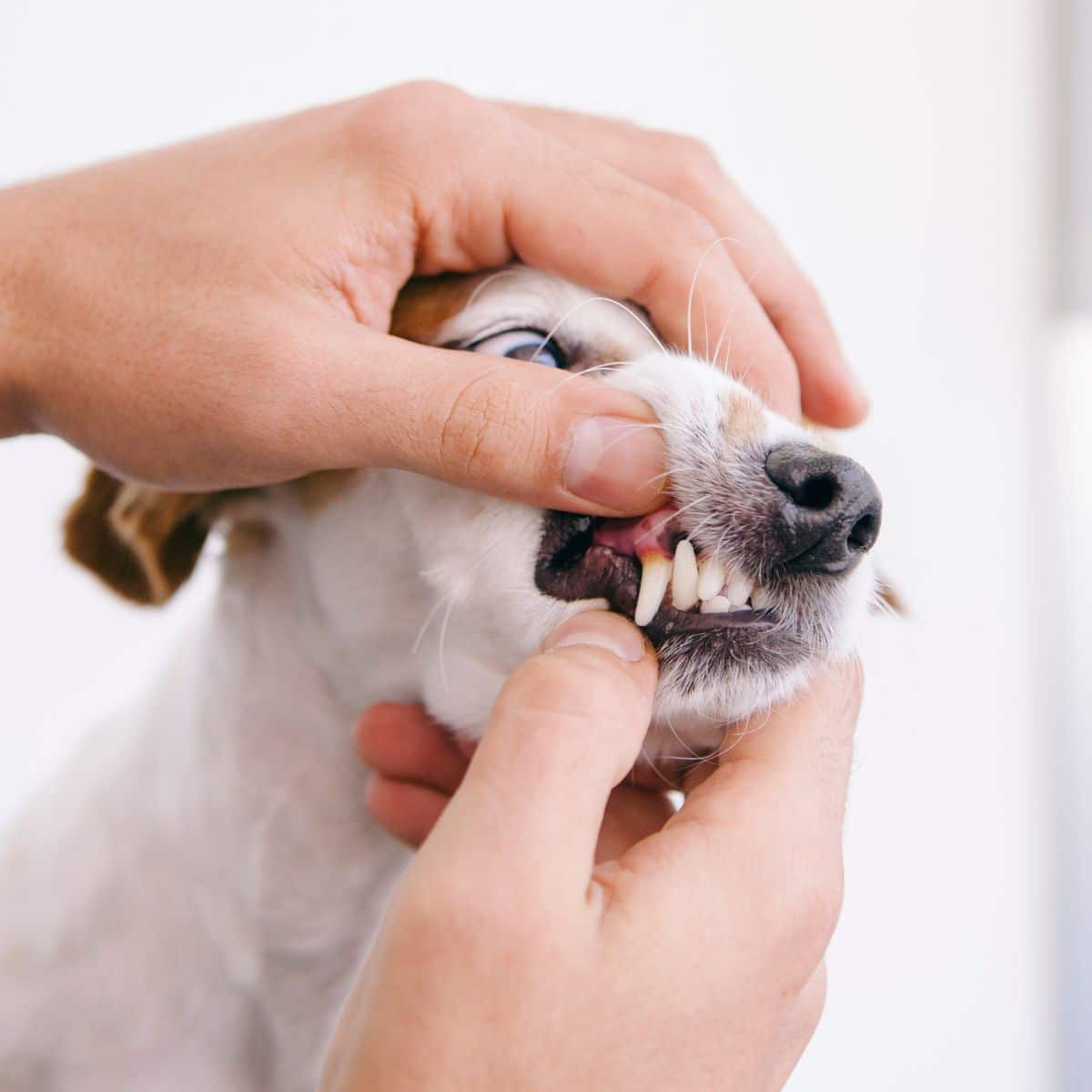 A vet is examining a dog's teeth