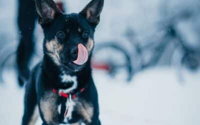 Winter Pet Safety in Leavenworth: How to Keep Your Pets Warm, Healthy & Happy